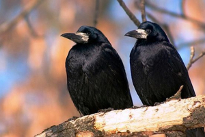 Videz, slika in življenjska doba